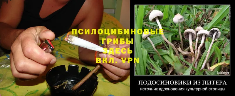 Галлюциногенные грибы Psilocybe Бабушкин